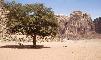 WADI RUM