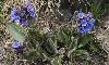 PULMONARIA