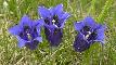 GENTIANA KOCHIANA 
