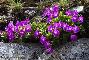PRIMULA HIRSUTA