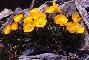PAPAVER ALPINUM subsp. RHAETICUM