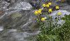 TROLLIUS EUROPAEUS