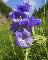 POLEMONIUM COERULEUM 