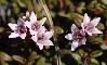 LOISELEURIA PROCUMBES 