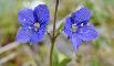 VERONICA FRUTICOLOSA