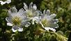 CERASTIUM ALPINUM
