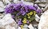 SAXIFRAGA OPPOSITIFOGLIA e DRABA HOPPEANA