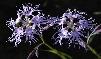 DIANTHUS SUPERBUS