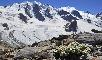 RANUNCULUS GLACIALIS