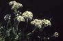 ACHILLEA MOSCHATA