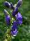 ACONITUM NAPELLUS