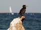 CORMORANO