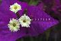 BUNGAVILLEA