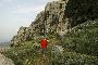 MONTE ALBO