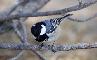 CINCIA MORA, Parus Ater