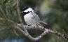 CINCIA MORA, Parus Ater