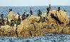 CORMORANO