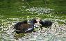 GALLINELLA 
