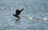 CORMORANO