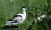 AVOCETTA