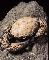 GRANCHIO FOSSILE