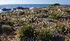 ARMERIA