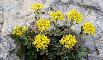ALYSSUM TAVOLARAE