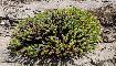 EUPHORBIA PITHYUSA