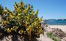 SCOLYMUS HISPANICUS 