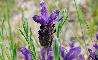 LAVANDULA STOECHAS