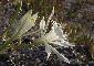 PANCRATIUM MARITIMUM