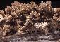 CLINOZOISITE