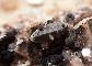 GADOLINITE
