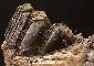 MUSCOVITE