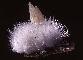 NATROLITE
