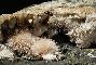 NATROLITE