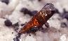 TITANITE