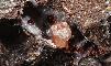 GMELINITE