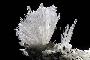 SCOLECITE