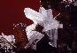 CERUSSITE