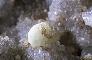 MINYULITE