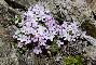 ANDROSACE ALPINA