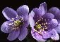 ANEMONE HEPATICA