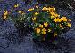 CALTHA PALUSTRIS