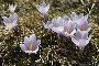 CROCUS VERNUS