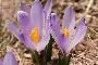 CROCUS VERNUS
