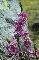 DAPHNE MEZEREUM