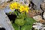 DORONICUM GRANDIFLORUM