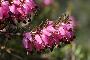 ERICA CARNEA