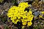 ERYSIMUM RHAETICUM